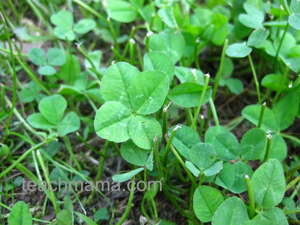 four leaf clovers