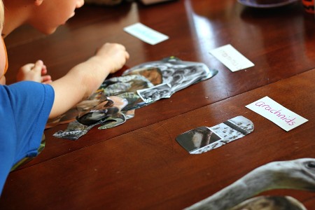 phonemic awareness and classification with zoo magazine pictures | guest post by @aubreyhargis on @teachmama #weteach