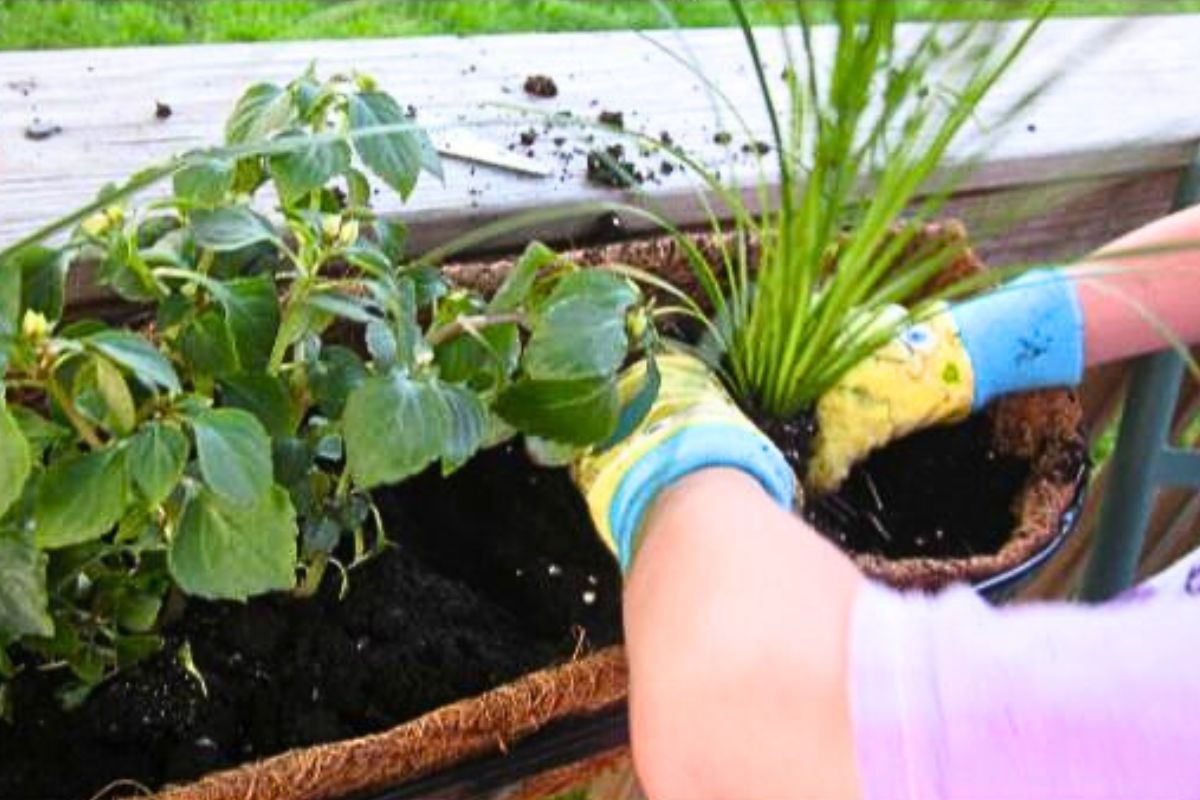 Child planting seedlings
