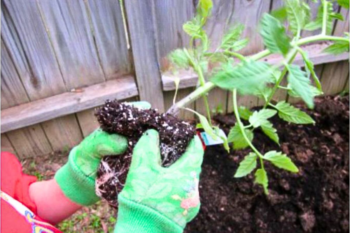 Child holding seedlings