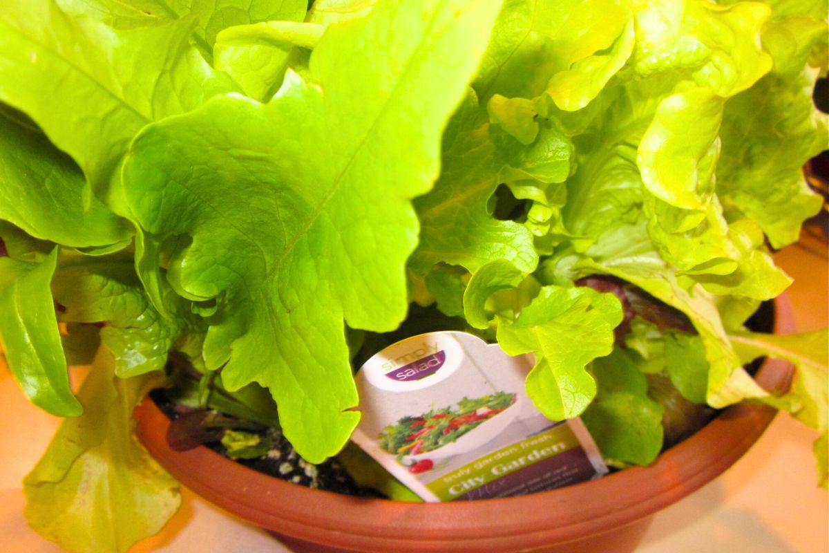 Lettuce plant close-up