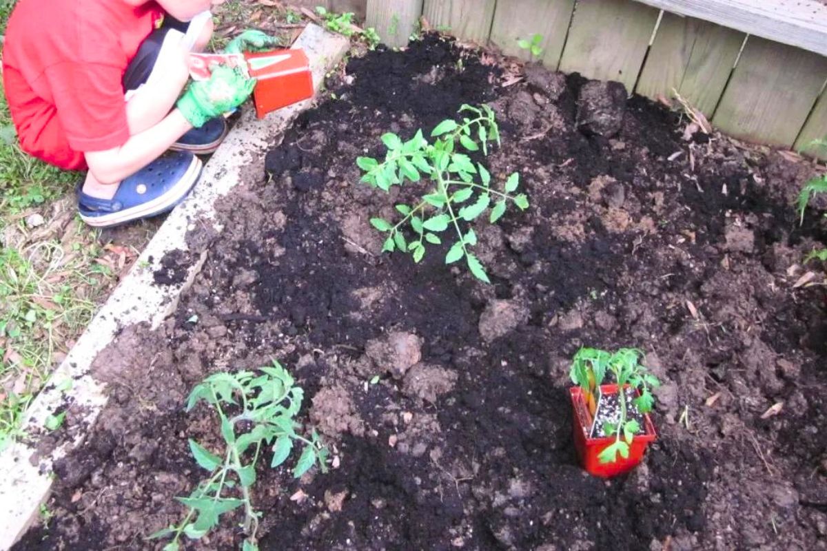 Little boy planting tomatos