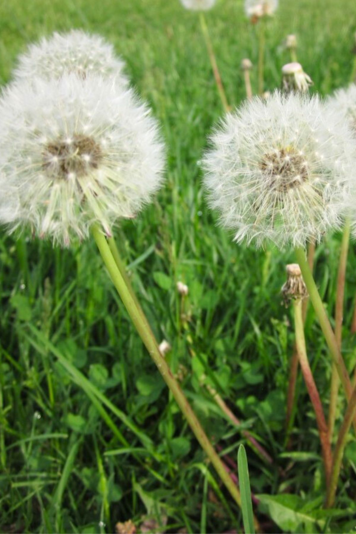 Dandelions in a field