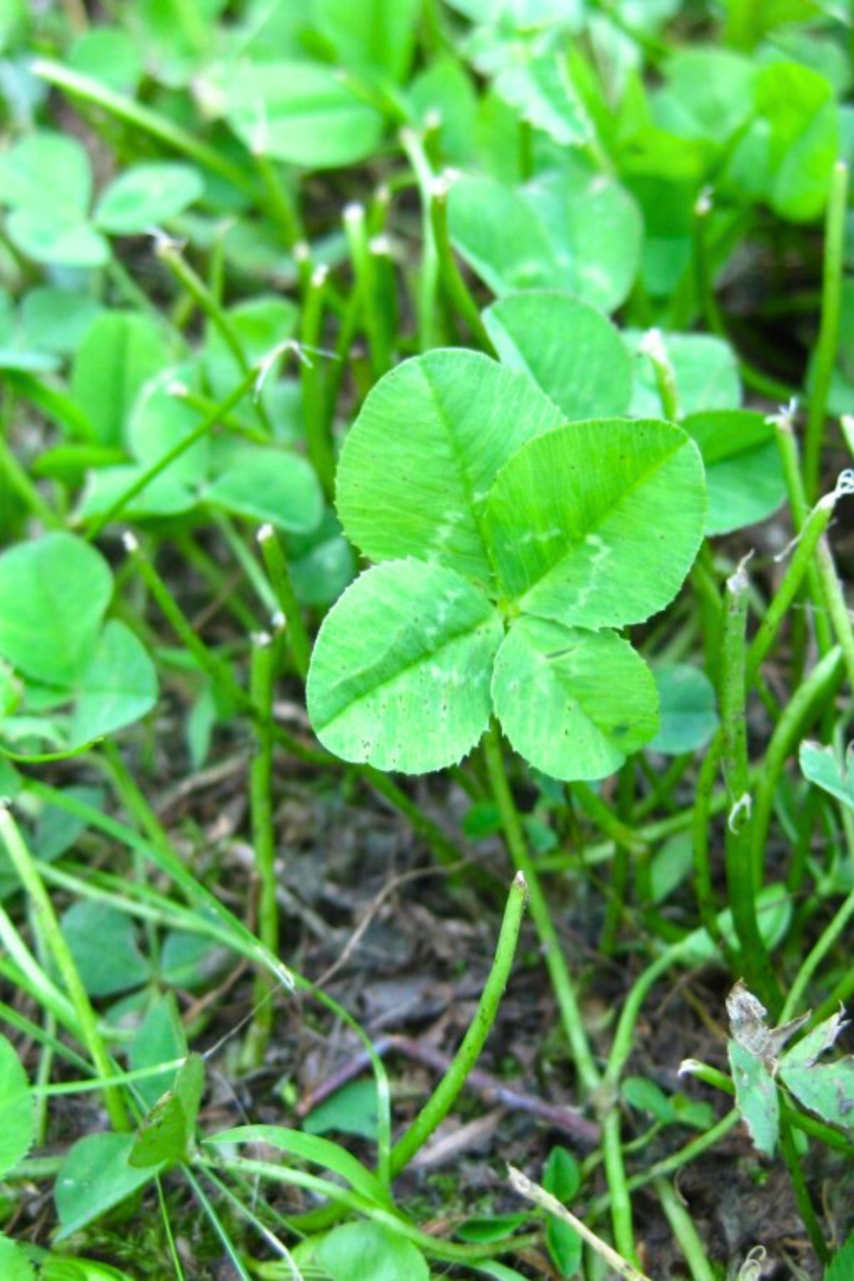 Four leaf clover in a field of grass