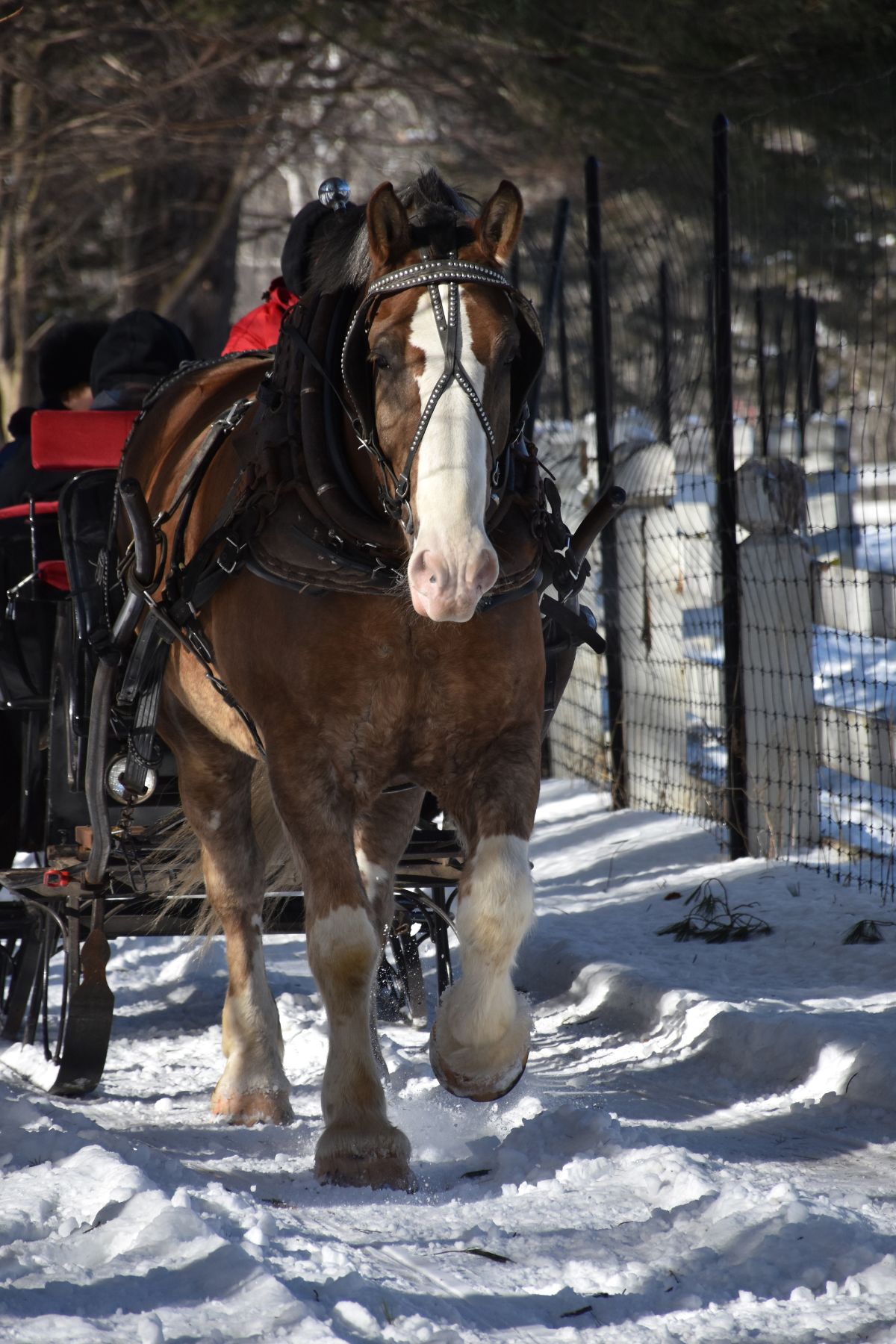 Horse-drawn sleigh in a snowy forest