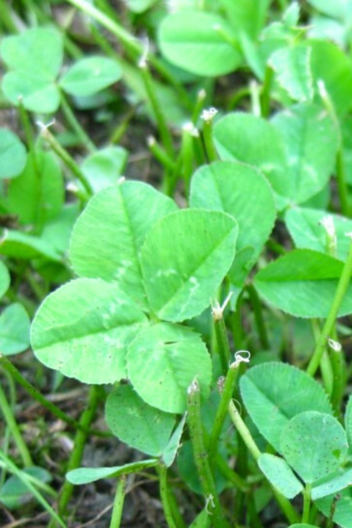 A patch of clover with one four-leaf clover