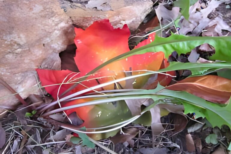 Leaf with Handwritten W next to a rock