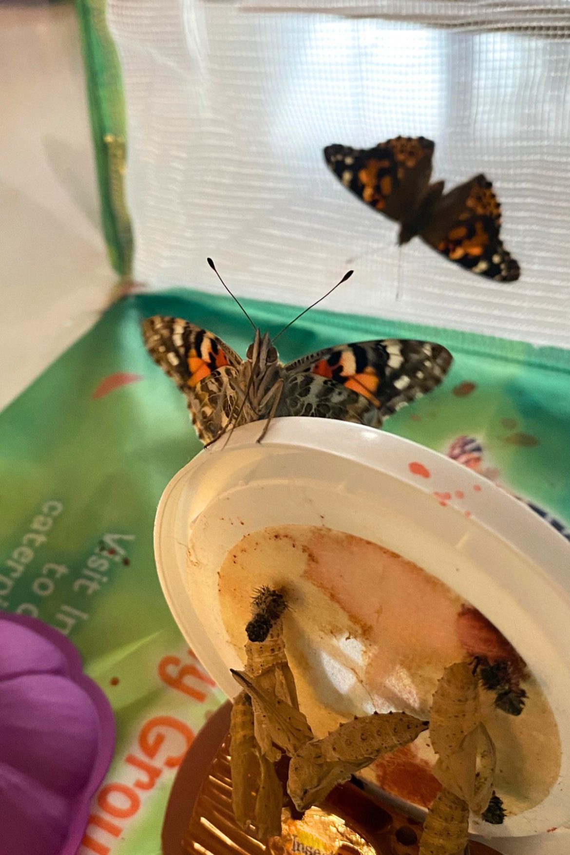 Just-hatched painted lady butterflies in a mesh butterfly habitat