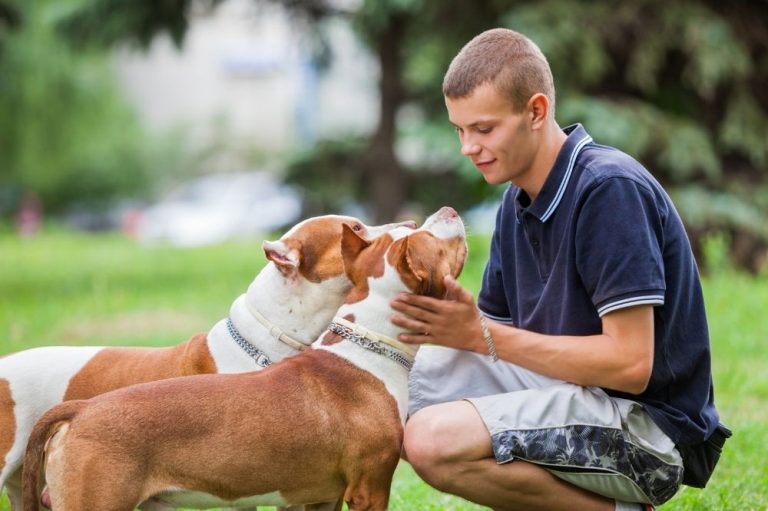 Which Oils in Flea Collars Are Most Effective for Dogs