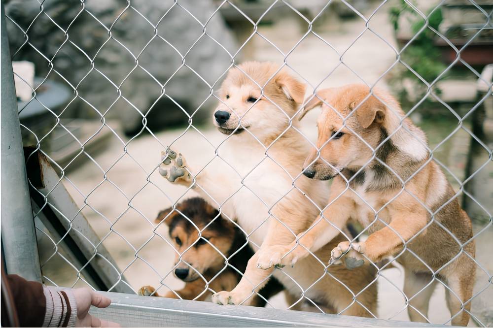 Should Your Family Get a Puppy or Adopt Pros, Cons, and What to Ask