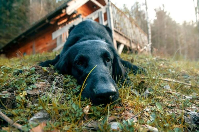 A black dog laying in the grass