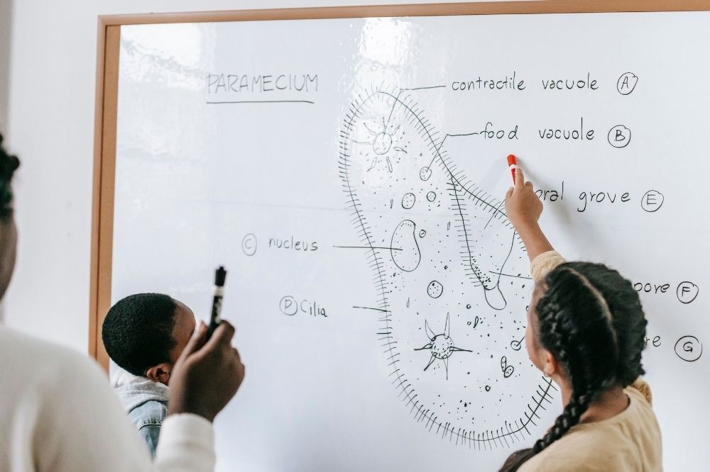 Students identifying the Paramecium in the whiteboard